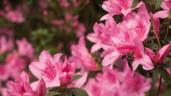 blooms