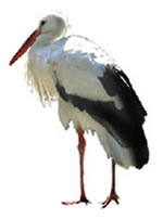 stork