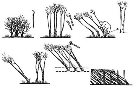 hedge diagram